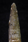 20703 - Great Collection of 3 Spinosaurus Dinosaur Teeth Cretaceous KemKem Beds