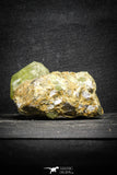 22100 - Lustrous Yellow Green Apatite Crystals on Brecciated Matrix - Imilchil (Morocco)