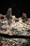 05182 - Top Rare 2.29 Inch Aidachar pankowskii Predatory Cretaceous Fish Dentary Bone KemKem Beds