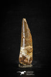 88635 - Top Beautiful Red 2.43 Inch Spinosaurus Dinosaur Tooth Cretaceous