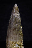 20704 - Great Collection of 3 Spinosaurus Dinosaur Teeth Cretaceous KemKem Beds