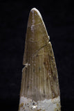 20704 - Great Collection of 3 Spinosaurus Dinosaur Teeth Cretaceous KemKem Beds