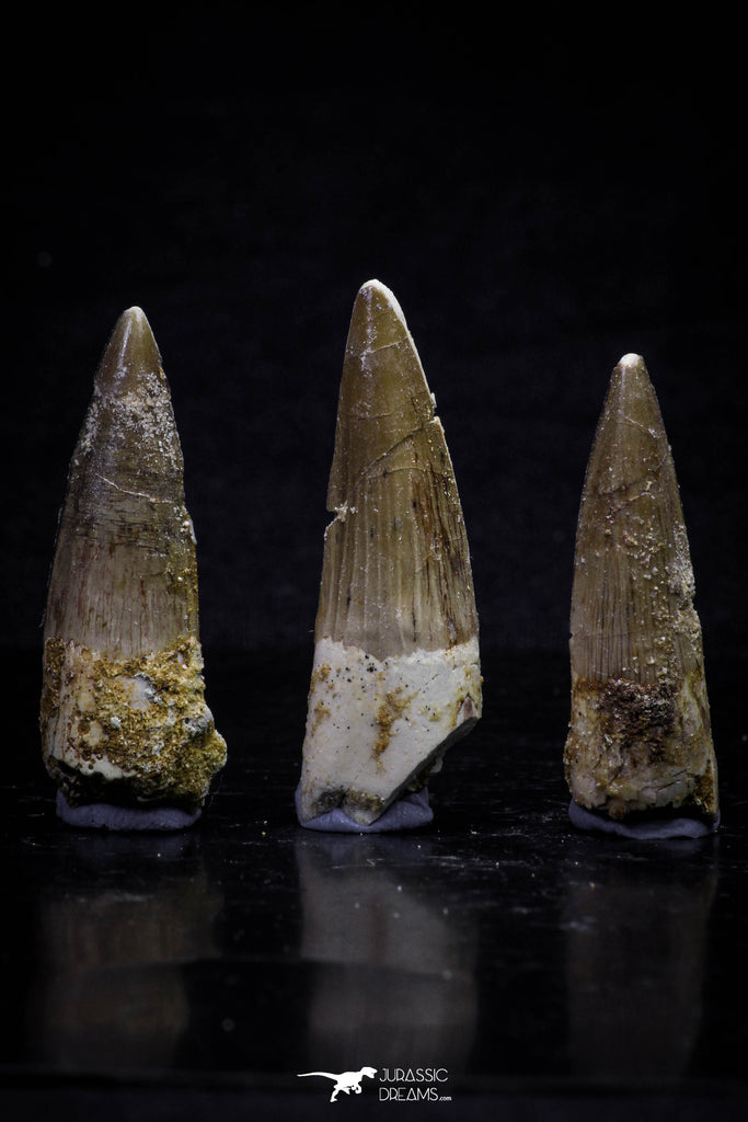 20704 - Great Collection of 3 Spinosaurus Dinosaur Teeth Cretaceous KemKem Beds