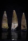 20704 - Great Collection of 3 Spinosaurus Dinosaur Teeth Cretaceous KemKem Beds