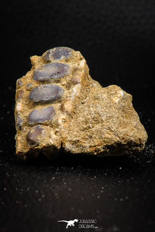06678 - Top Beautiful 1.87 inch Phacodus Dental Plate in Natural Matrix Late Cretaceous