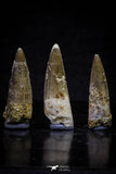 20704 - Great Collection of 3 Spinosaurus Dinosaur Teeth Cretaceous KemKem Beds