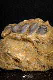 06678 - Top Beautiful 1.87 inch Phacodus Dental Plate in Natural Matrix Late Cretaceous