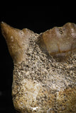 05184 - Top Rare 0.88 Inch Stephanodus Partial Dentary Bone Late Cretaceous