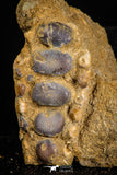 06678 - Top Beautiful 1.87 inch Phacodus Dental Plate in Natural Matrix Late Cretaceous