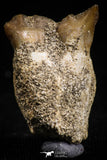 05184 - Top Rare 0.88 Inch Stephanodus Partial Dentary Bone Late Cretaceous