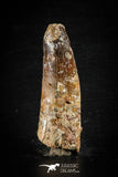 88638 - Top Beautiful Red 2.94 Inch Spinosaurus Dinosaur Tooth Cretaceous