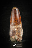 88639 - Top Beautiful Red 2.83 Inch Spinosaurus Dinosaur Tooth Cretaceous