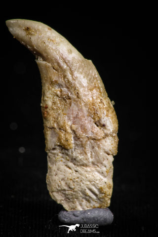 05185 - Top Rare Undescribed Pharyngeal Tooth Of Unidentified Cretaceous Fish KemKem Beds