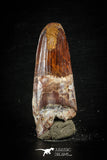 88639 - Top Beautiful Red 2.83 Inch Spinosaurus Dinosaur Tooth Cretaceous