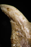 05185 - Top Rare Undescribed Pharyngeal Tooth Of Unidentified Cretaceous Fish KemKem Beds