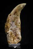 05185 - Top Rare Undescribed Pharyngeal Tooth Of Unidentified Cretaceous Fish KemKem Beds