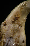 05185 - Top Rare Undescribed Pharyngeal Tooth Of Unidentified Cretaceous Fish KemKem Beds