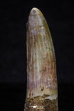 20705 - Great Collection of 3 Spinosaurus Dinosaur Teeth Cretaceous KemKem Beds