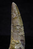 20705 - Great Collection of 3 Spinosaurus Dinosaur Teeth Cretaceous KemKem Beds