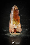 88641 - Top Beautiful Red 1.26 Inch Spinosaurus Dinosaur Tooth Cretaceous