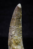 20705 - Great Collection of 3 Spinosaurus Dinosaur Teeth Cretaceous KemKem Beds