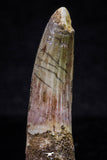 20705 - Great Collection of 3 Spinosaurus Dinosaur Teeth Cretaceous KemKem Beds