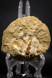 06679 - Top Beautiful 1.37 inch Phacodus Dental Plate in Natural Matrix Late Cretaceous