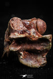 05186 - Top Rare 0.42 Inch Norisophis sp Cretaceous Basal Snake Vertebra Bone KemKem Beds