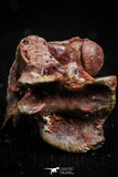 05186 - Top Rare 0.42 Inch Norisophis sp Cretaceous Basal Snake Vertebra Bone KemKem Beds
