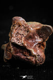 05186 - Top Rare 0.42 Inch Norisophis sp Cretaceous Basal Snake Vertebra Bone KemKem Beds