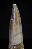 20706 - Great Collection of 3 Spinosaurus Dinosaur Teeth Cretaceous KemKem Beds