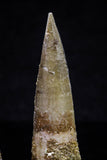 20706 - Great Collection of 3 Spinosaurus Dinosaur Teeth Cretaceous KemKem Beds