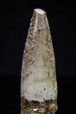 20706 - Great Collection of 3 Spinosaurus Dinosaur Teeth Cretaceous KemKem Beds