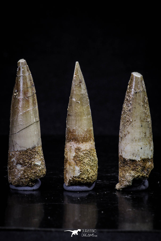 20706 - Great Collection of 3 Spinosaurus Dinosaur Teeth Cretaceous KemKem Beds