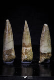 20706 - Great Collection of 3 Spinosaurus Dinosaur Teeth Cretaceous KemKem Beds