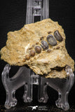 06680 - Top Beautiful 1.90 inch Phacodus Dental Plate in Natural Matrix Late Cretaceous