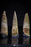 20706 - Great Collection of 3 Spinosaurus Dinosaur Teeth Cretaceous KemKem Beds