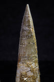 20706 - Great Collection of 3 Spinosaurus Dinosaur Teeth Cretaceous KemKem Beds