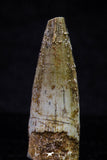 20706 - Great Collection of 3 Spinosaurus Dinosaur Teeth Cretaceous KemKem Beds