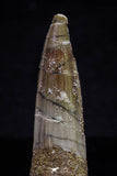 20706 - Great Collection of 3 Spinosaurus Dinosaur Teeth Cretaceous KemKem Beds