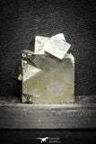 22103 - Beautiful 1.61 Inch Pyrite Crystals from famous Navajun Mines (Spain)