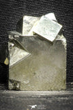 22103 - Beautiful 1.61 Inch Pyrite Crystals from famous Navajun Mines (Spain)