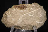 06681 - Top Beautiful 1.07 inch Phacodus Dental Plate in Natural Matrix Late Cretaceous