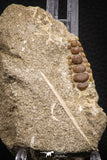 06681 - Top Beautiful 1.07 inch Phacodus Dental Plate in Natural Matrix Late Cretaceous