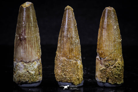 20708 - Great Collection of 3 Spinosaurus Dinosaur Teeth Cretaceous KemKem Beds