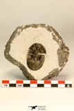 30841 - Nicely Prepared 1.57 Inch Scabriscutellum sp Middle Devonian Trilobite