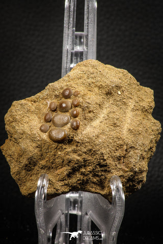 06682 - Top Beautiful 1.06 inch Phacodus Dental Plate in Natural Matrix Late Cretaceous