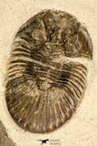 30841 - Nicely Prepared 1.57 Inch Scabriscutellum sp Middle Devonian Trilobite