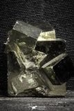 22103 - Beautiful 1.61 Inch Pyrite Crystals from famous Navajun Mines (Spain)