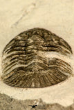 30841 - Nicely Prepared 1.57 Inch Scabriscutellum sp Middle Devonian Trilobite